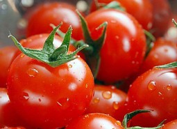 金塔番茄150平米保鮮冷庫設計方案