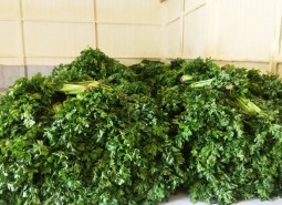 甘肅60平米蔬菜保鮮冷庫設計工程-萬能制冷